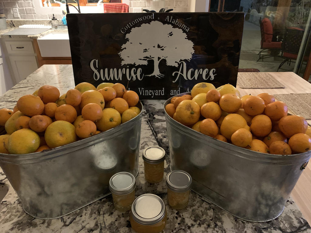 Sunrise_acres_satsumas