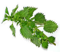 Stinging_nettle