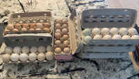 Multi_eggs