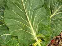 Cooked_collards