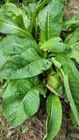 Comfrey