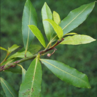 Bay_leaves